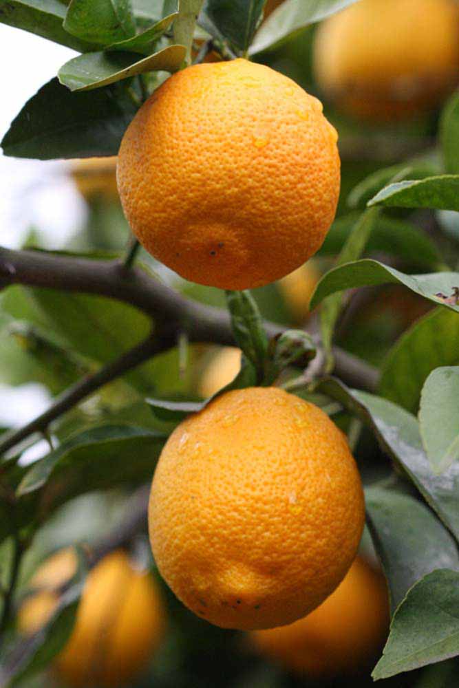            Fruit (Riverside, CA)   